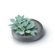 Réservoir d'eau de pluie Prosperplast Maze, 240L |  |  |
